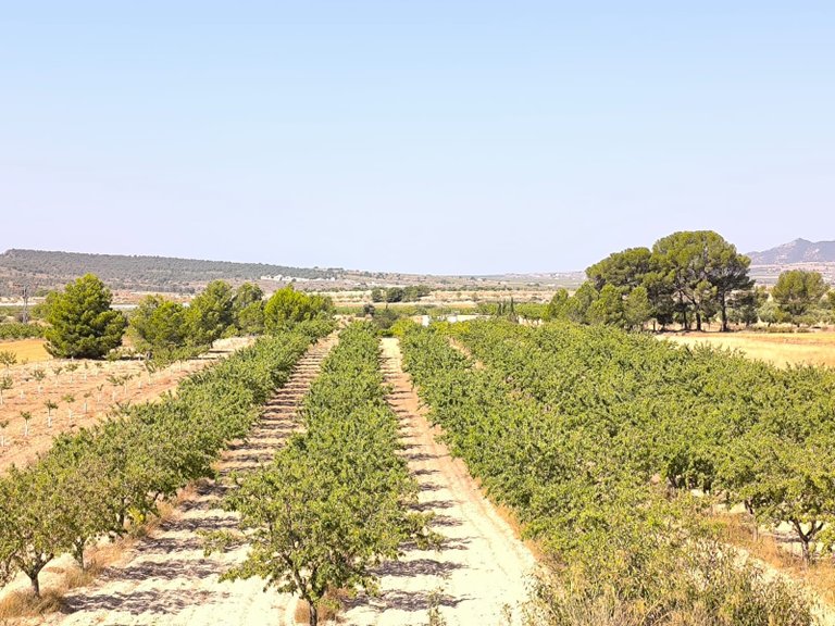 Plot for Sale in Monovar, Alicante 4