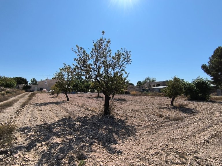 Plot for Sale in Monovar, Alicante 2