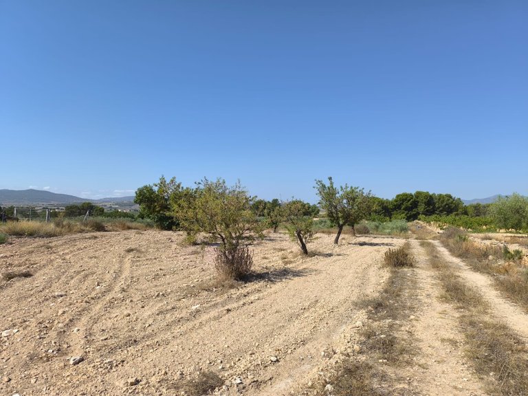 Plot for Sale in Monovar, Alicante 6