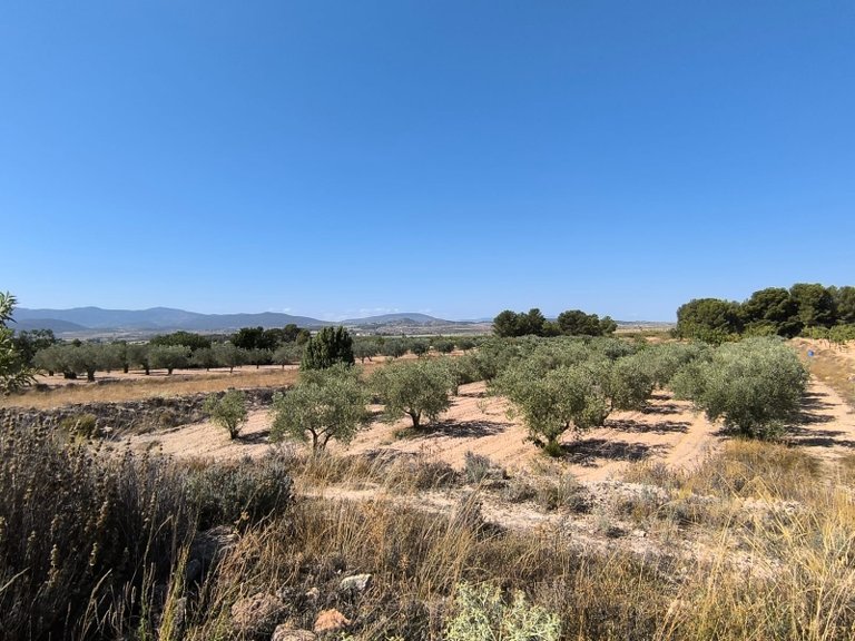 Plot for Sale in Monovar, Alicante 3