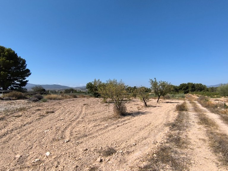 Plot for Sale in Monovar, Alicante 5