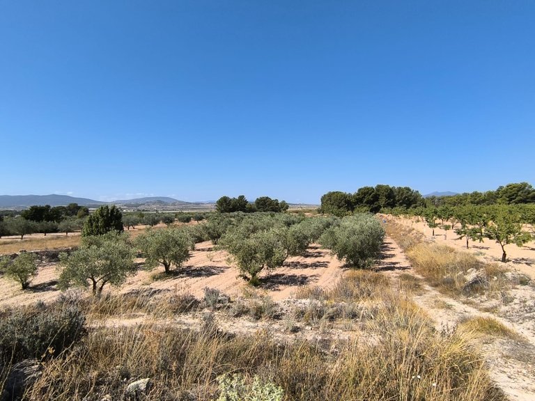 Plot for Sale in Monovar, Alicante 4