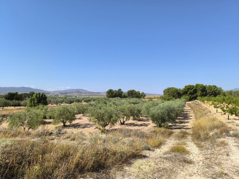 Plot for Sale in Monovar, Alicante 1