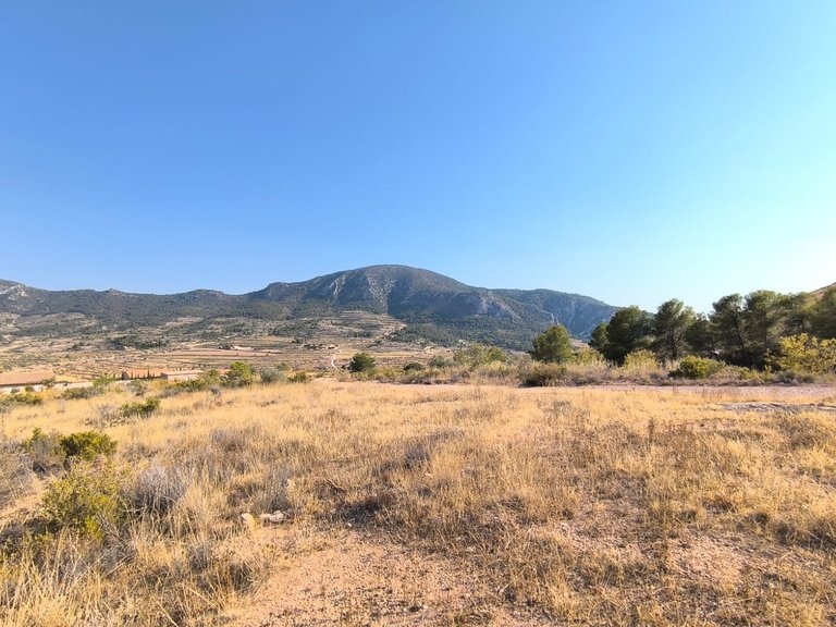Plot for Sale in Algueña, Alicante 1