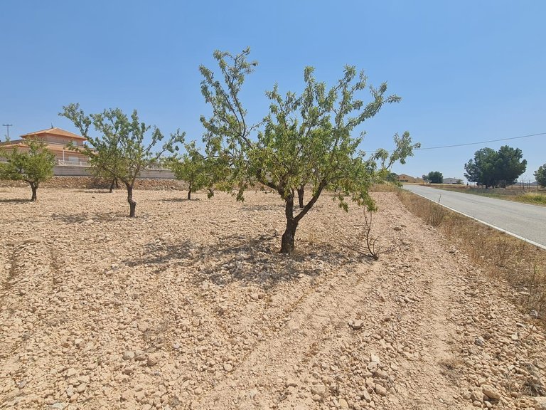Plot for Sale in Jumilla, Murcia 1