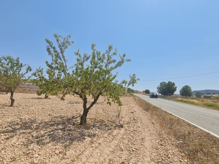 Plot for Sale in Jumilla, Murcia 5