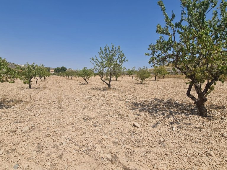 Plot for Sale in Jumilla, Murcia 9