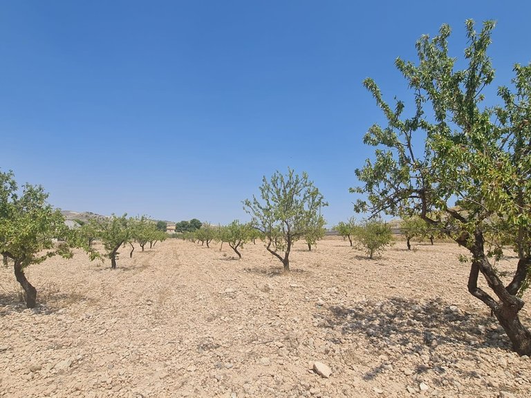 Plot for Sale in Jumilla, Murcia 8
