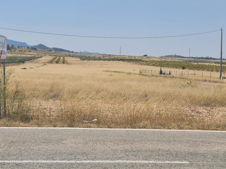 Plot for Sale in Jumilla, Murcia 3