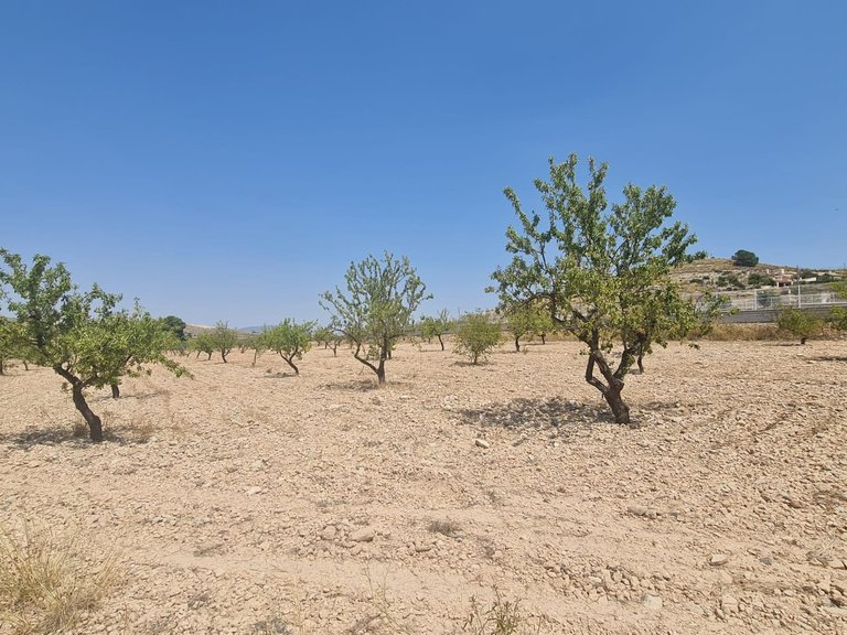 Plot for Sale in Jumilla, Murcia 6
