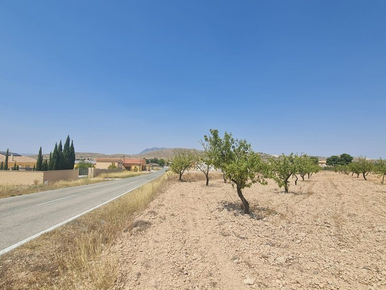 Plot for Sale in Jumilla, Murcia 2