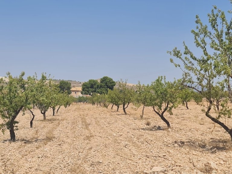 Plot for Sale in Jumilla, Murcia 4