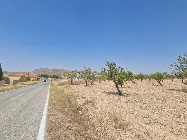 Plot for Sale in Jumilla, Murcia 7