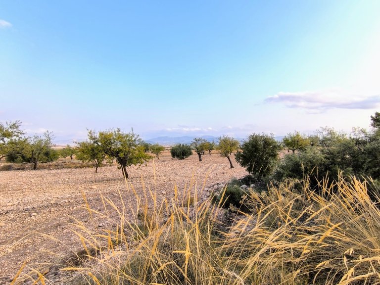 Plot for Sale in Pinoso, Alicante 1