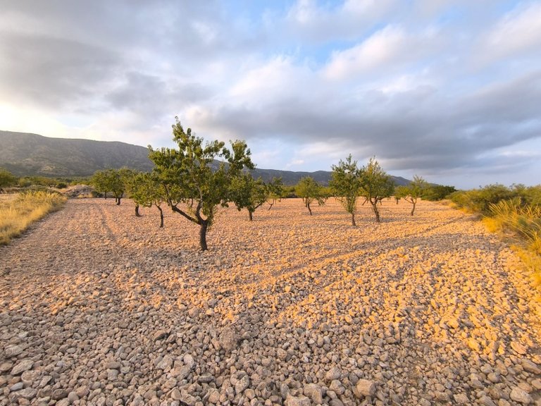 Plot for Sale in Pinoso, Alicante 2
