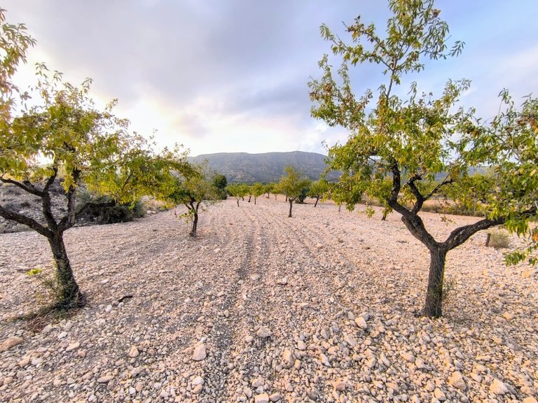 Plot for Sale in Pinoso, Alicante 4