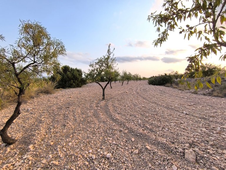 Plot for Sale in Pinoso, Alicante 3