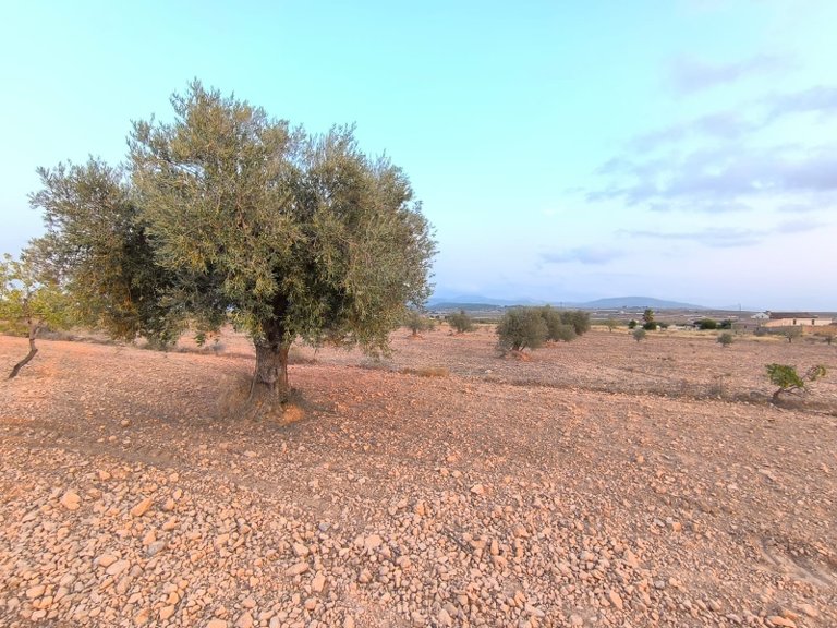 Plot for Sale in Pinoso, Alicante 5