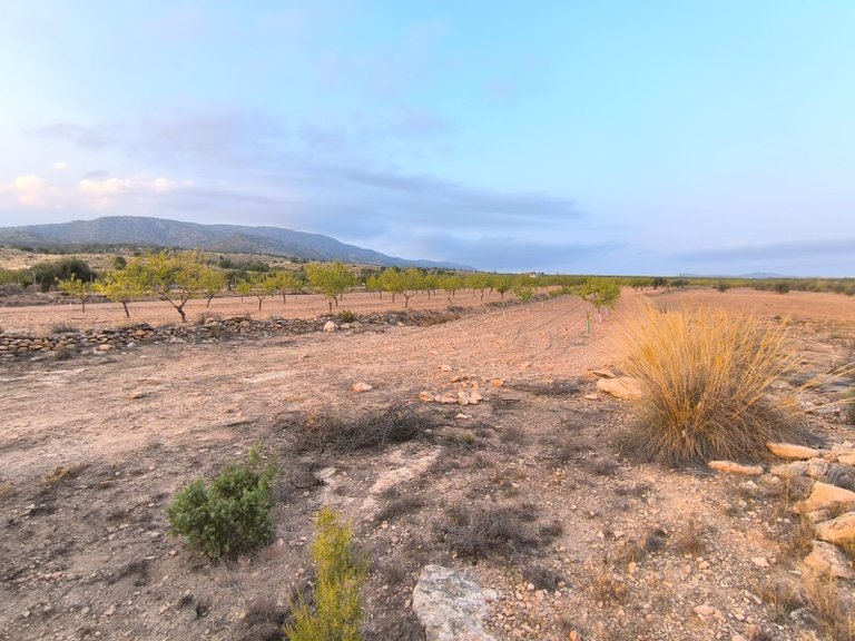 Plot for Sale in Pinoso, Alicante 3