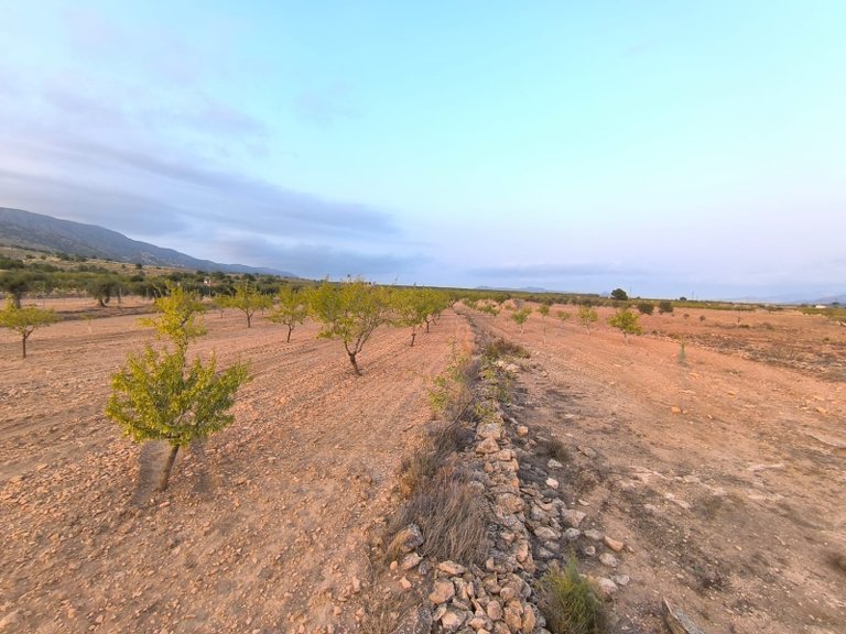 Plot for Sale in Pinoso, Alicante 2
