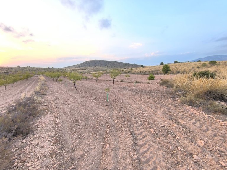 Plot for Sale in Pinoso, Alicante 1