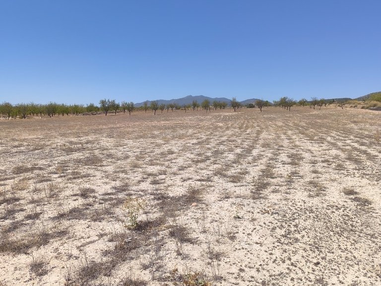 Plot for Sale in Pinoso, Alicante 2
