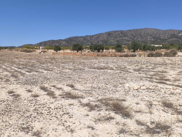 Plot for Sale in Pinoso, Alicante 4