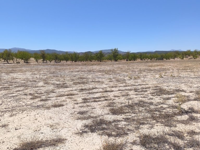 Plot for Sale in Pinoso, Alicante 3