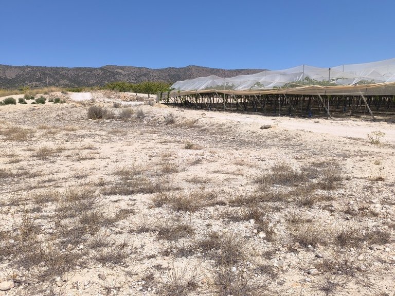 Plot for Sale in Pinoso, Alicante 5