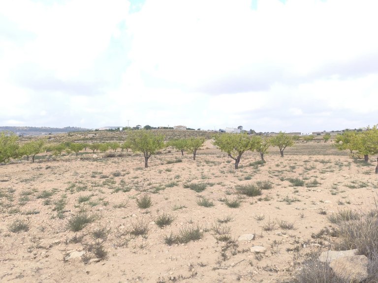 Plot for Sale in Pinoso, Alicante 6