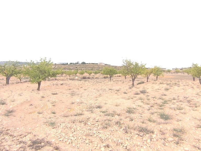 Plot for Sale in Pinoso, Alicante 4