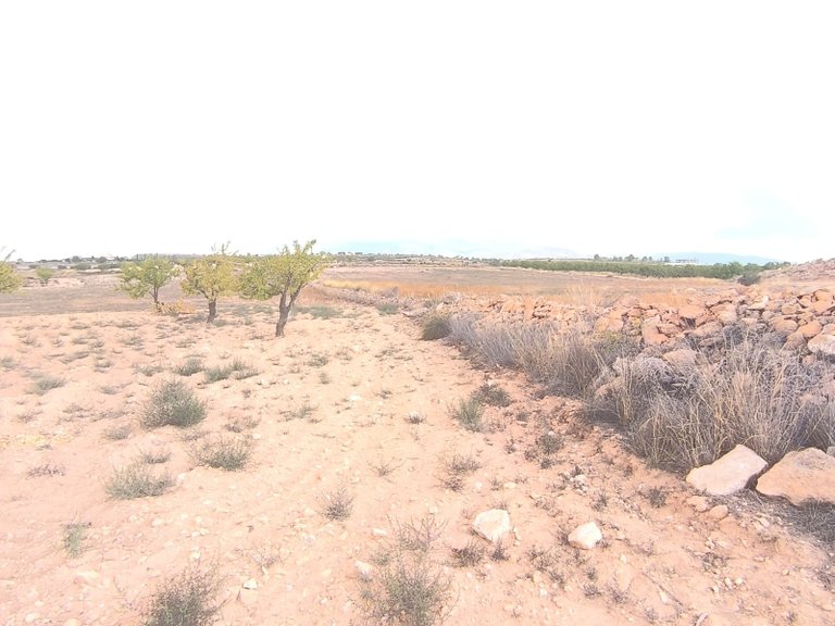 Plot for Sale in Pinoso, Alicante 3