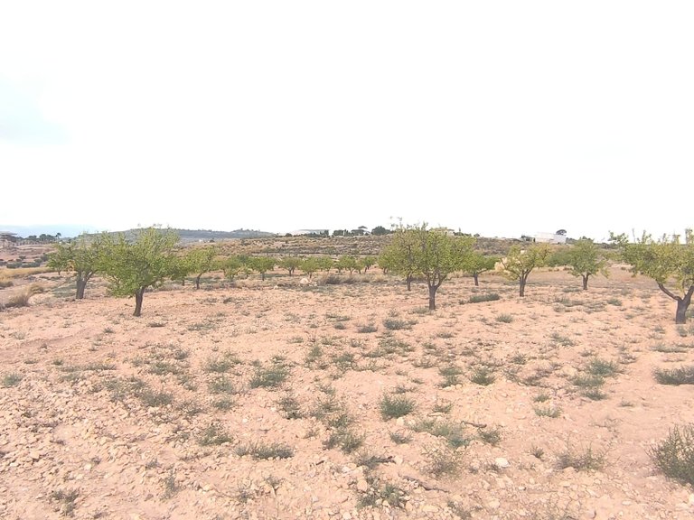 Plot for Sale in Pinoso, Alicante 5