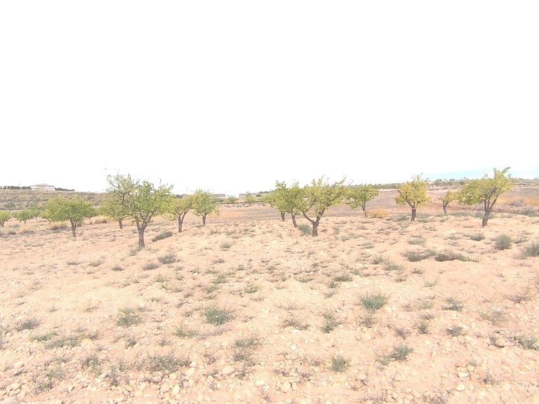 Plot for Sale in Pinoso, Alicante 2