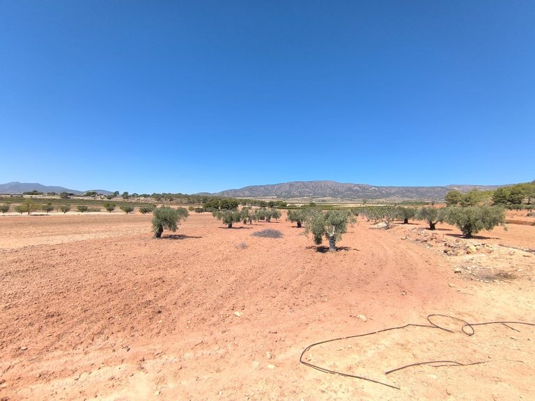 Plot for Sale in Monovar, Alicante 2