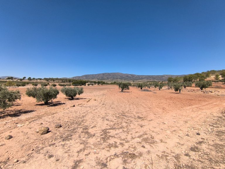 Plot for Sale in Monovar, Alicante 1