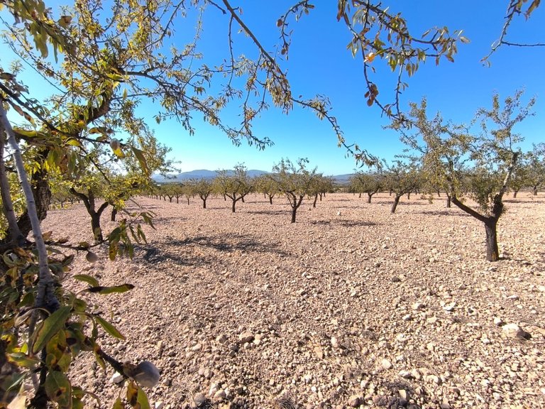 Plot for Sale in Monovar, Alicante 4
