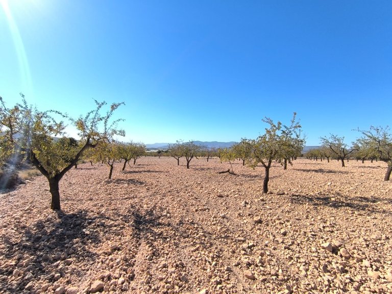 Plot for Sale in Monovar, Alicante 2