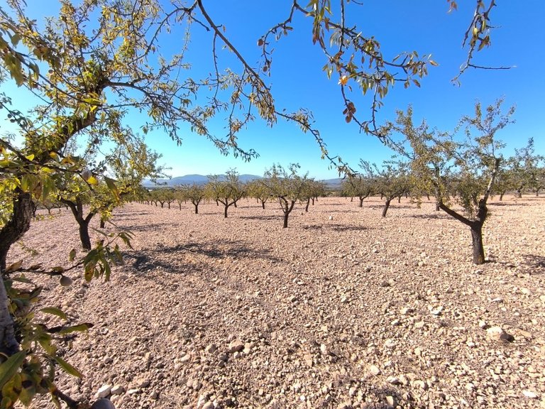 Plot for Sale in Monovar, Alicante 3