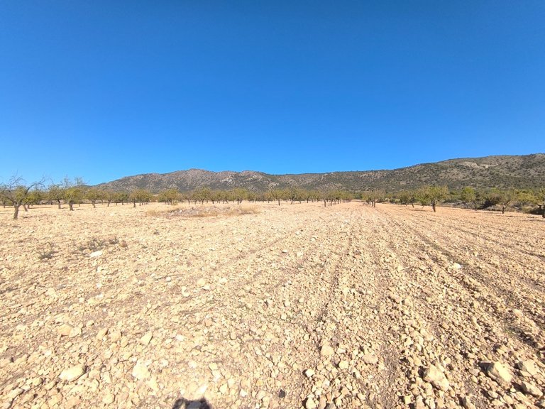 Plot for Sale in Monovar, Alicante 1