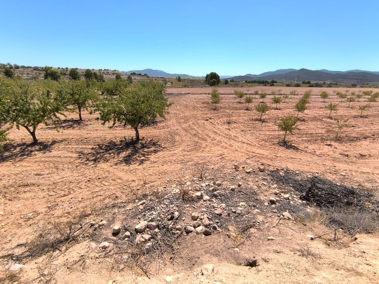 Plot for Sale in Monovar, Alicante 2