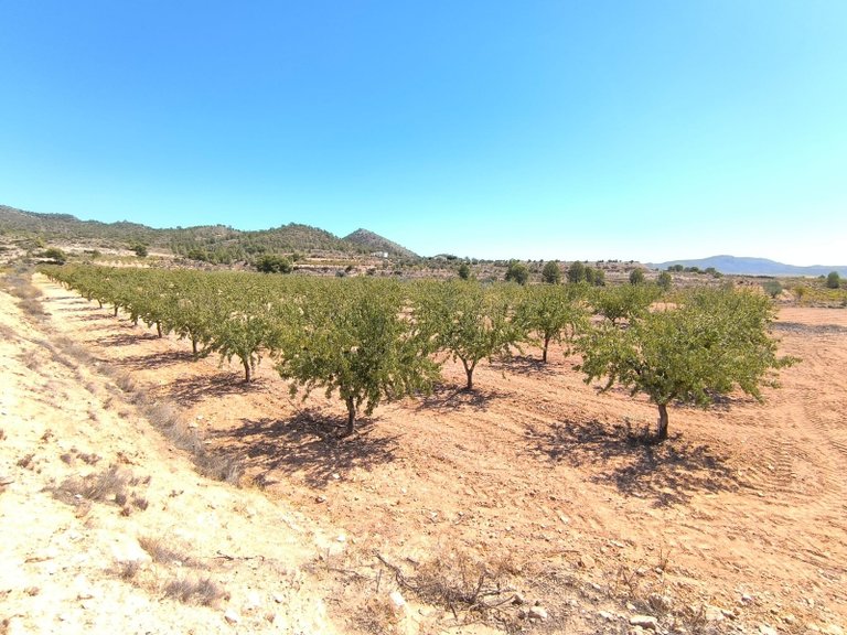 Plot for Sale in Monovar, Alicante 3