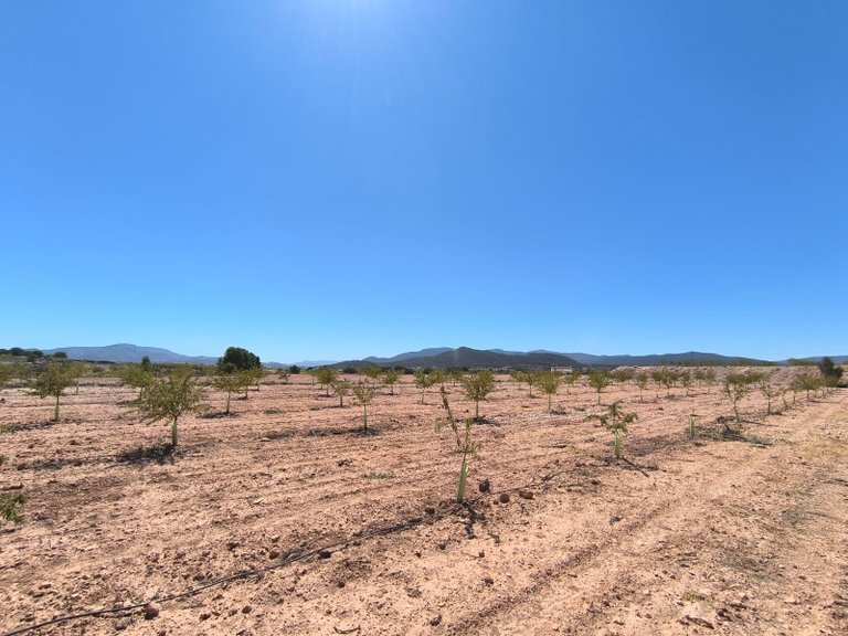 Plot for Sale in Monovar, Alicante 4