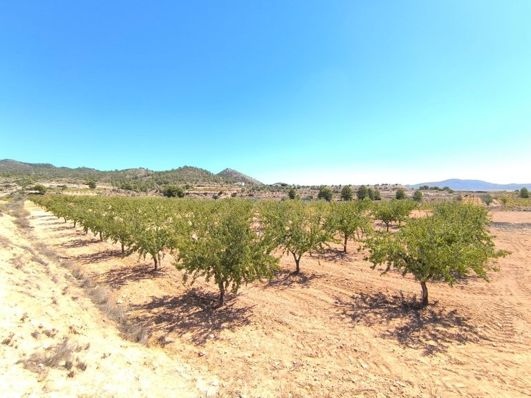 Plot for Sale in Monovar, Alicante 1