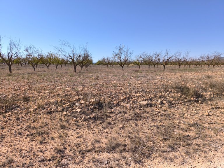 Plot for Sale in Pinoso, Alicante 6