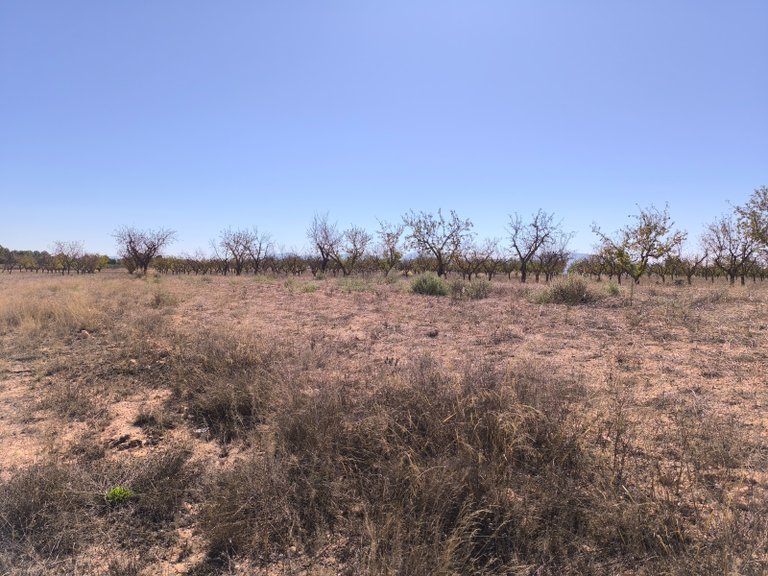 Plot for Sale in Pinoso, Alicante 7
