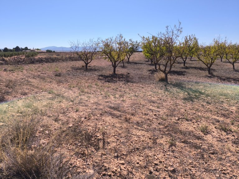 Plot for Sale in Pinoso, Alicante 1