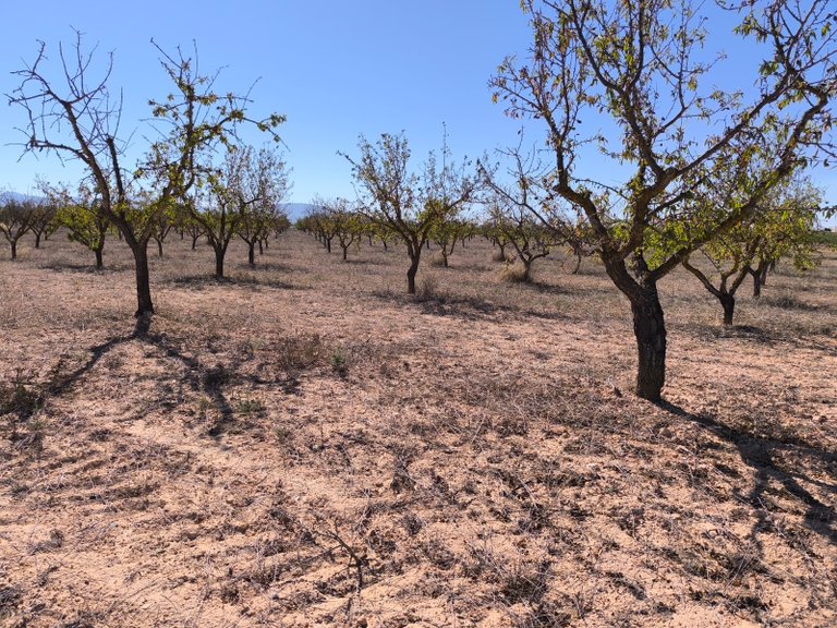 Plot for Sale in Pinoso, Alicante 8