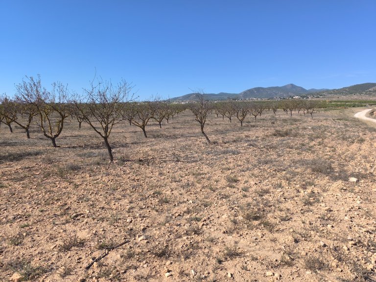 Plot for Sale in Pinoso, Alicante 2