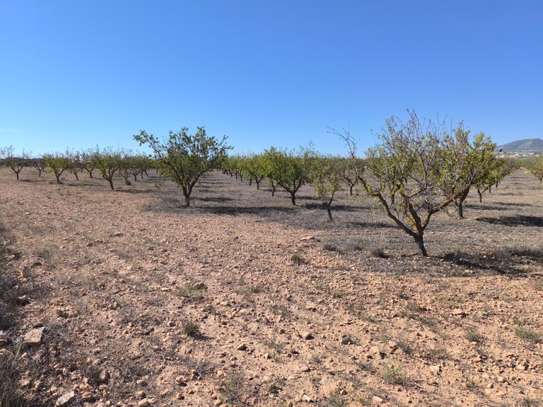 Plot for Sale in Pinoso, Alicante 4